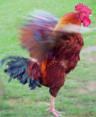 Rooster Protecting His Territory