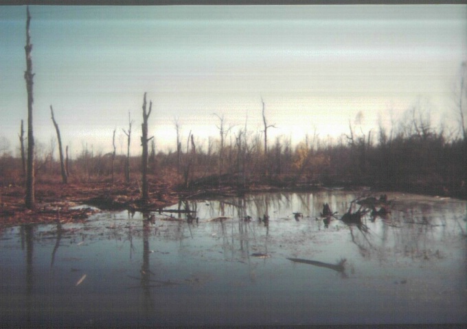 louisiana Swamps