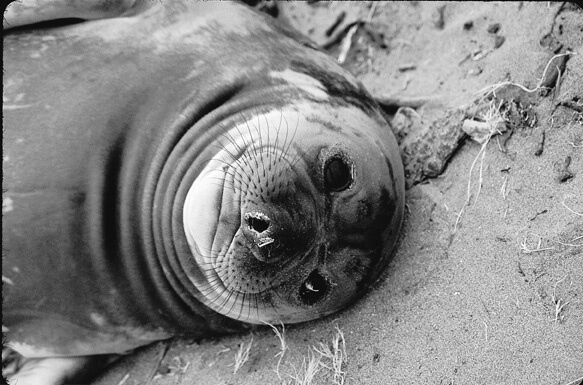 Seal - ID: 24932 © Mary B. McGrath