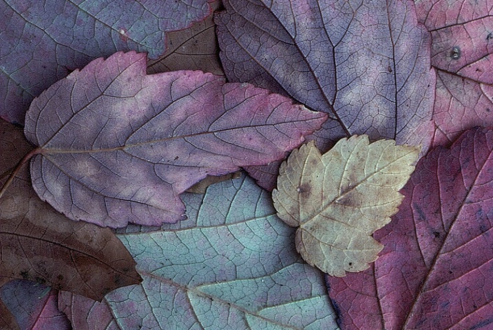 Fall Leaf Pattern