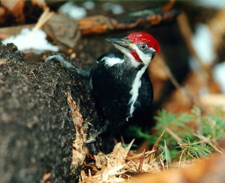 Young Pileated Woodpecker