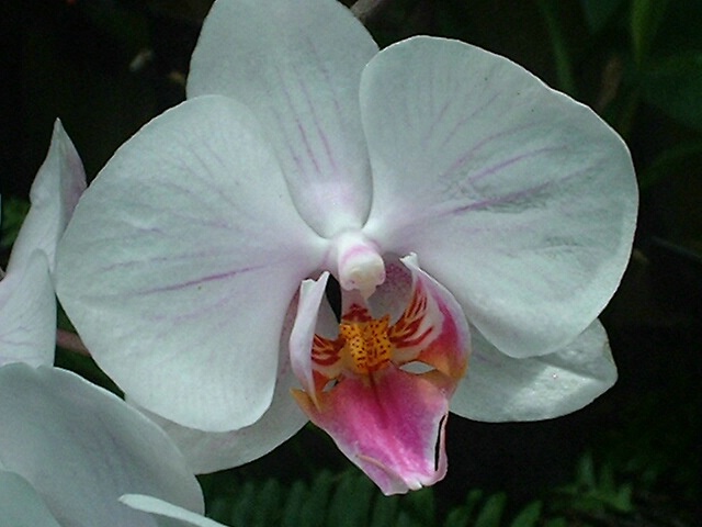 Orchid