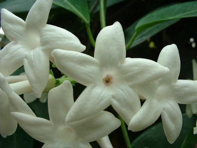 White Star Flowers