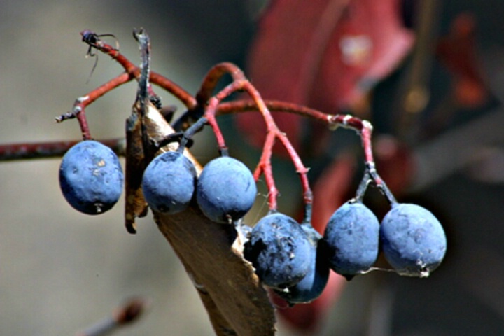 Berries #2