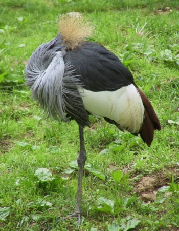 East Africa Crowned Crane