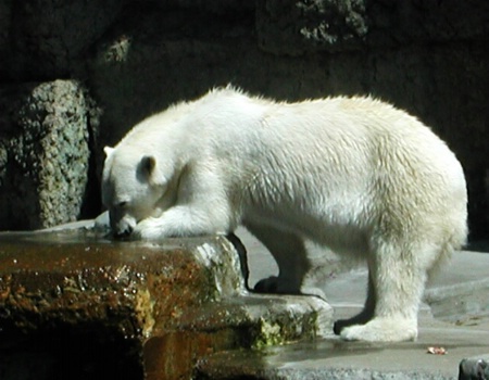 Polar Bear Drinking