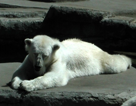 Polar Bear Resting