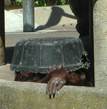 Gorilla Hiding Under Rubber Tub