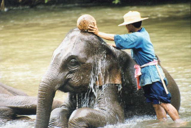 Elephants in north Thailand
