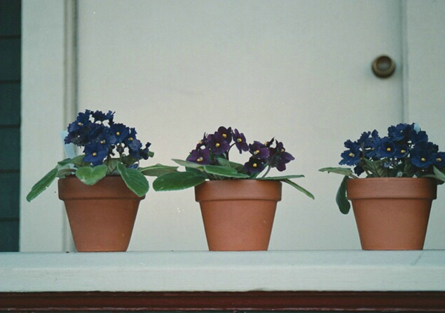 Three Pots - Cropped Version A
