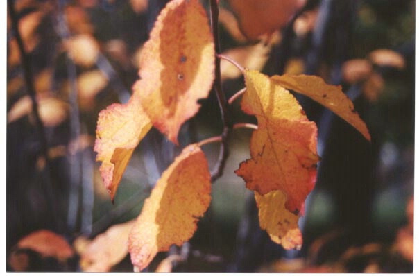 autumn leaves detail