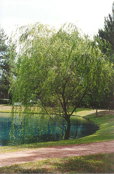 Tree by Lake
