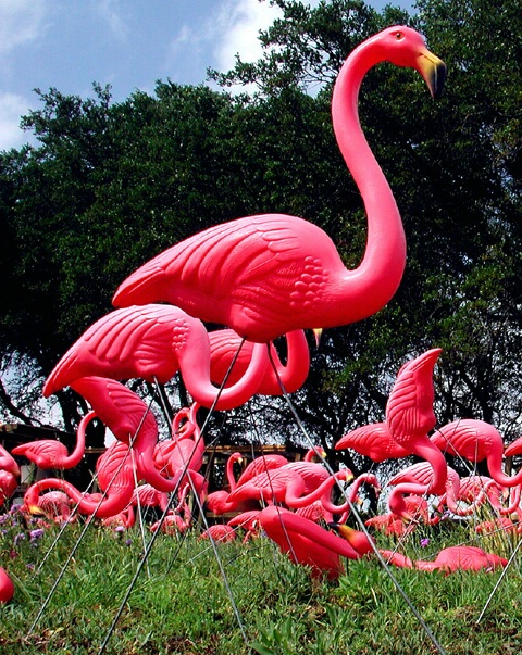 Flamingo Stampede
