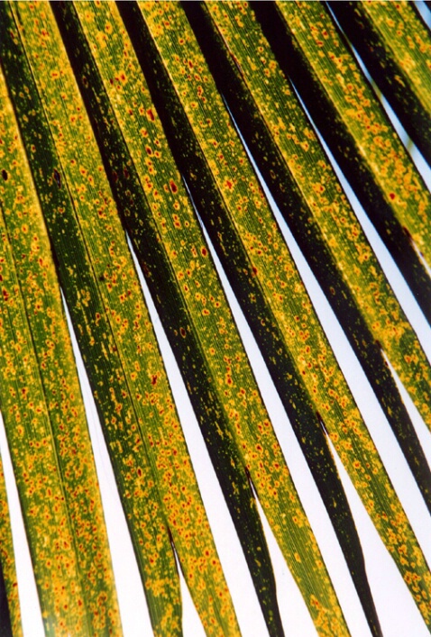 Palm Frond Steps