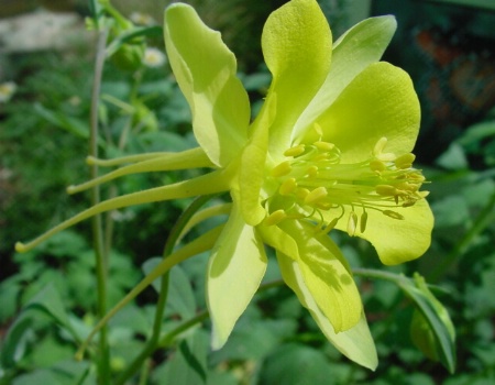 Yellow Columbine (Aquilegia)