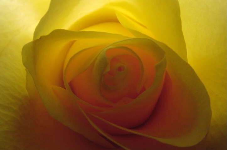 Backlit Yellow Rose Closeup