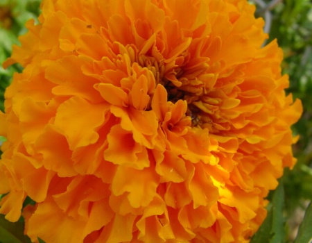 Marigold