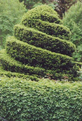 Shrub