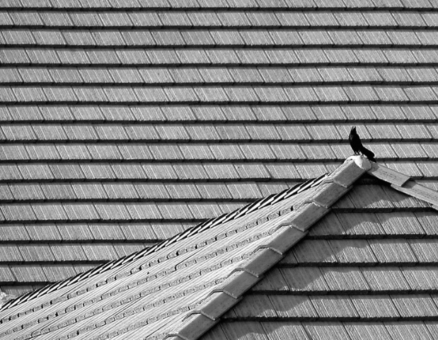 Blackbird on a Hot Tile Roof