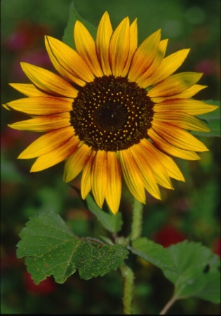 sunflower_large.tif