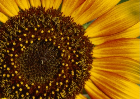 sunflower_small.tif