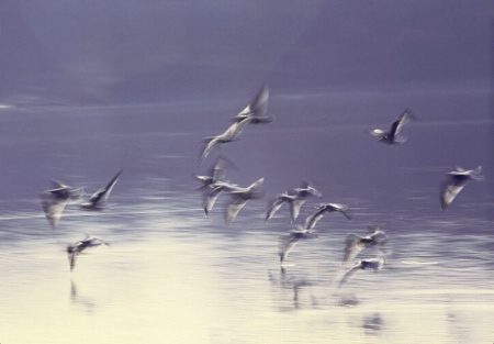 blurred_gulls.tif