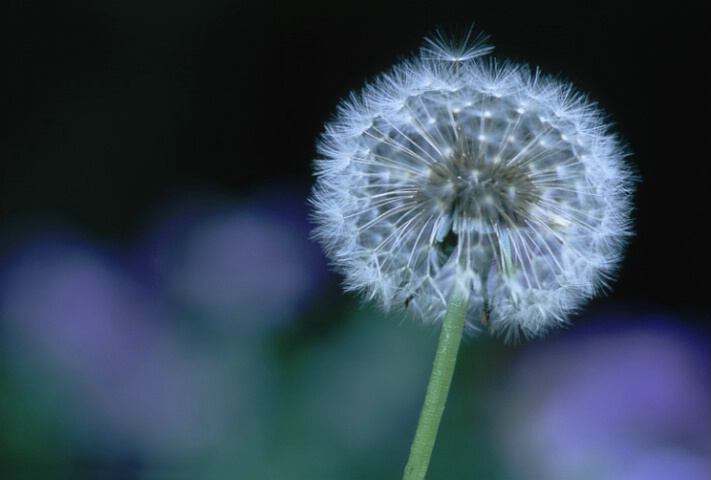 dandilion.tif