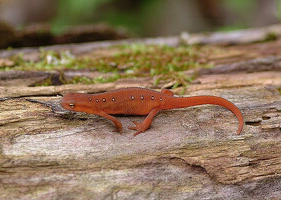 Red Spotted Newt