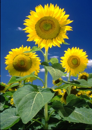 Sunflower_2.tif