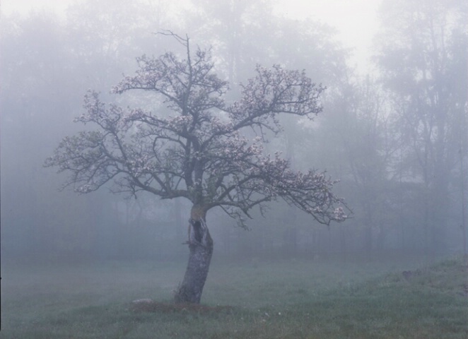 Misty Apple Tree