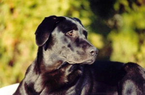 Attentive Black Lab