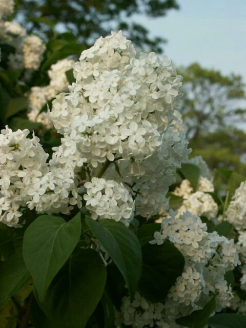 White Lilacs 2