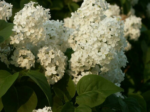 White Lilacs 1