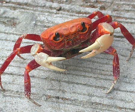 Claws