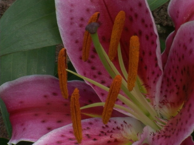 Pink Lily