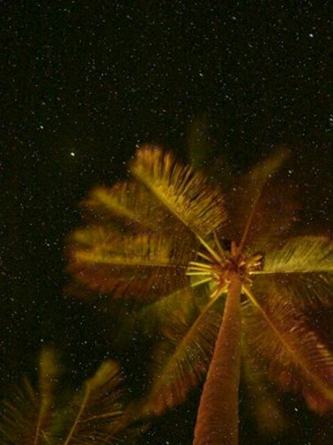 Stars and Palm