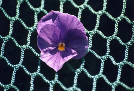 Suspended Pansy