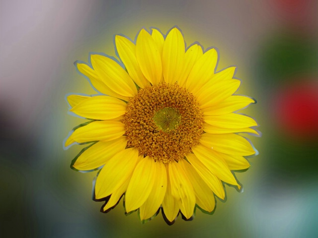 Sunflower with Blur 2