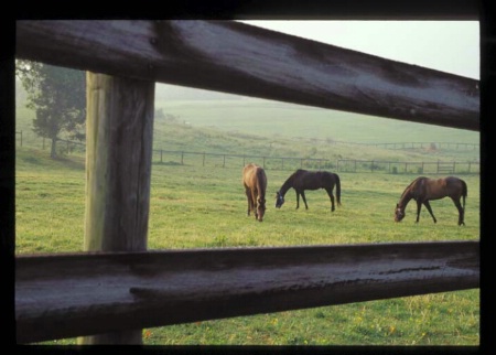 Three Horses