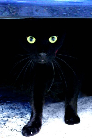 black cat poster
