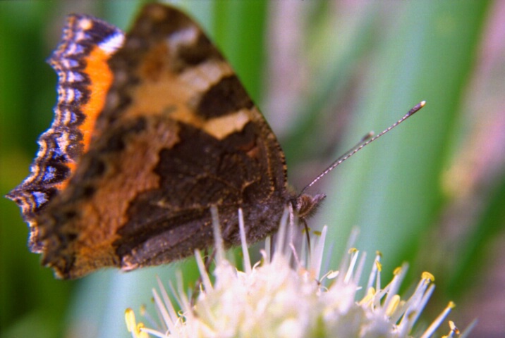 Butterfly on onion blossom