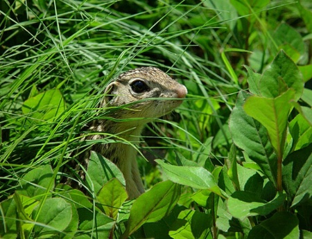 Peeking Through The Green