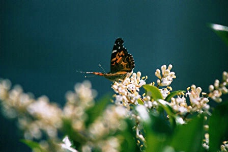 Butterfly's  Breakfast