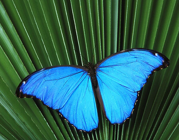 Male Morpho Butterfly