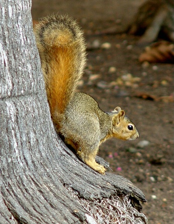 Squirrel on the Tree