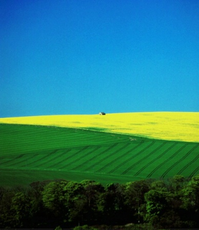Yellow field - 1