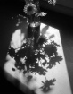 bouquet shadows