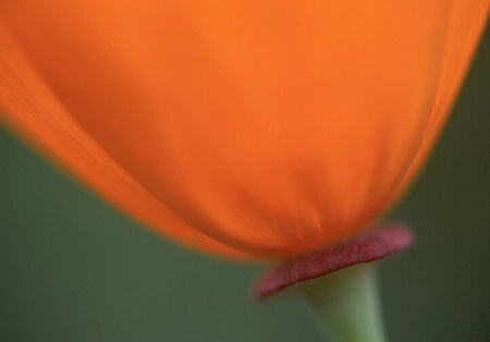 Poppy Close-Up 1