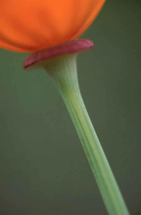 Poppy Close-Up 2