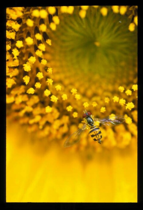 Bee on Sunflower #2
